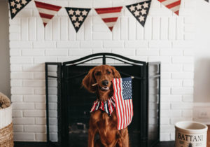 Photo of a dog with an american flag in his mouth